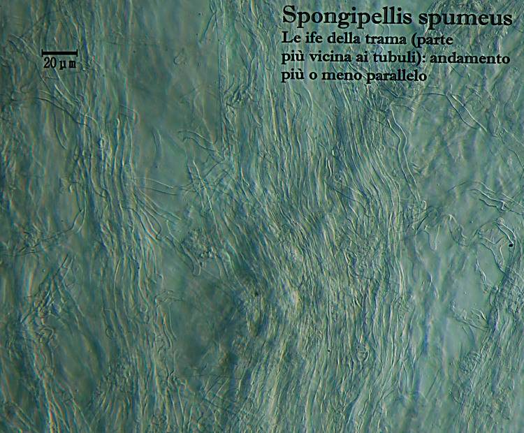 Spongipellis spumeus (Sowerby) Pat.